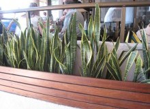 Kwikfynd Plants
bonnetbay