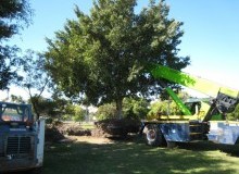 Kwikfynd Tree Management Services
bonnetbay