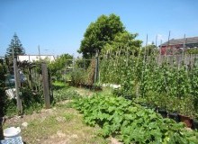 Kwikfynd Vegetable Gardens
bonnetbay